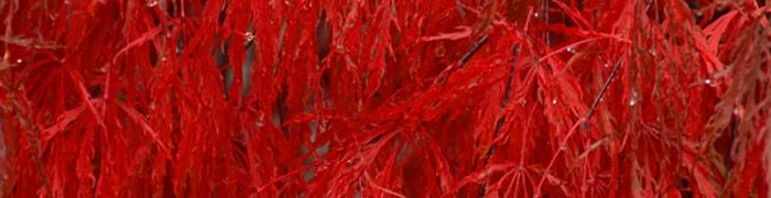 maple.jpg - 33.08 kB